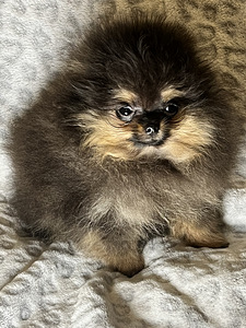 Pomeranian špic (1 foto no 8)