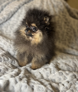Pomeranian špic (2 foto no 8)
