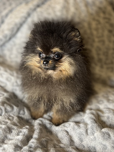 Pomeranian špic (3 foto no 8)