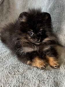Pomeranian špic (4 foto no 8)
