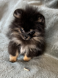 Pomeranian špic (5 foto no 8)
