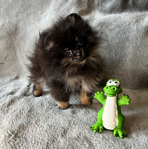 Pomeranian špic (6 foto no 8)