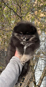 Pomeranian špic (7 foto no 8)