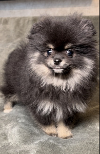 Pomeranian špic (8 foto no 8)