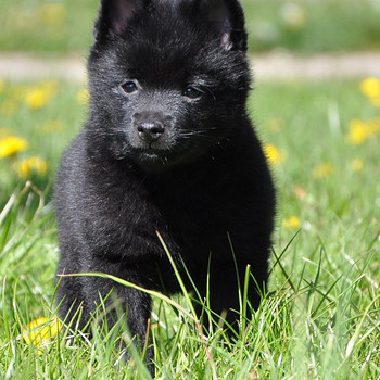 Schipperke šuniukai iš tituluotų tėvų