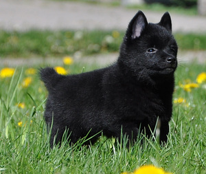 Schipperke šuniukai iš tituluotų tėvų (2 nuotrauka iš 4)