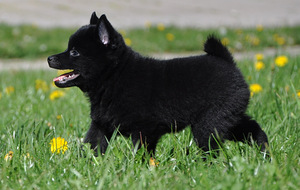 Schipperke šuniukai iš tituluotų tėvų (3 nuotrauka iš 4)