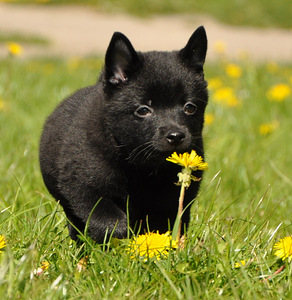Schipperke šuniukai iš tituluotų tėvų (4 nuotrauka iš 4)
