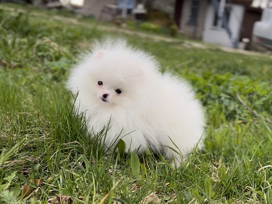 Brīnums mini zēns stud
