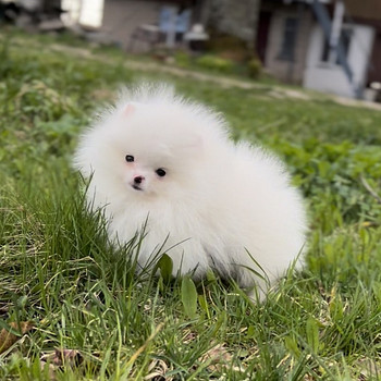 Brīnums mini zēns stud