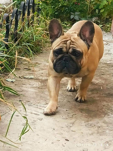 French bulldog for breeding (2 foto / 5)