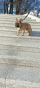 French bulldog for breeding (4 foto / 5)
