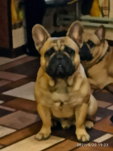 French bulldog for breeding (3 foto / 5)