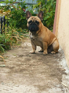 French bulldog for breeding (5 foto / 5)