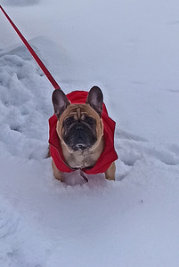 French bulldog for breeding (1 foto / 5)