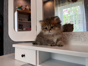 Munchkin (1 foto no 9)