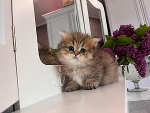 Munchkin (4 foto no 9)