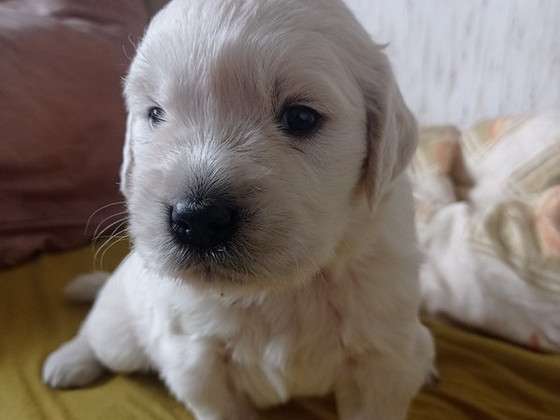 Zolotistij retriever