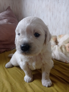 Zolotistij retriever (1 foto no 3)