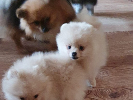 Pomerānijas