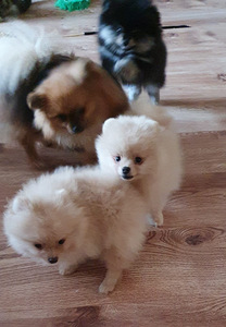 Pomerānijas (1 foto no 7)