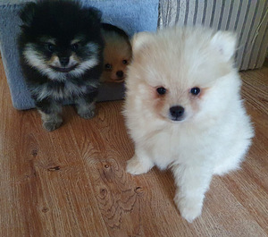 Pomerānijas (2 foto no 7)