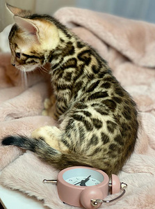 Bengal kittens certificated by WCF (1 valokuva sivusta 4)
