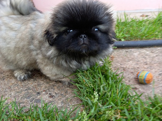 Pārdodu pekiniešu kucēnus