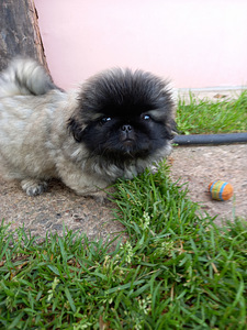 Pārdodu pekiniešu kucēnus (1 foto no 1)