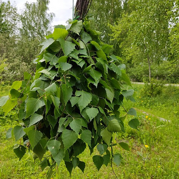 Веники