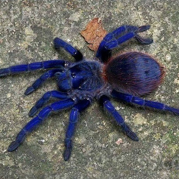 Pterinopelma sazimai