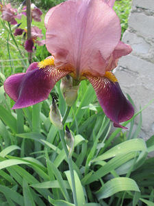 Suureõeline iiris (1 foto / 1)