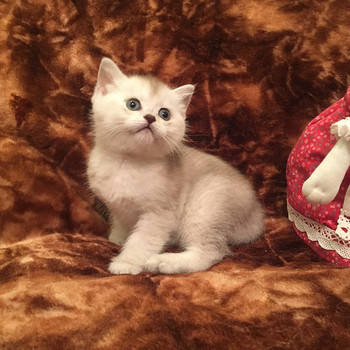 Британские котята