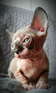 Canada Sphynx (1 valokuva sivusta 7)