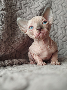 Canada Sphynx (4 valokuva sivusta 7)