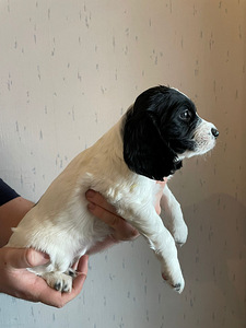 Pentu - venäjän spanielit (3 valokuva sivusta 4)