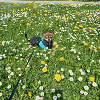 Paaritub chihuahua poiss