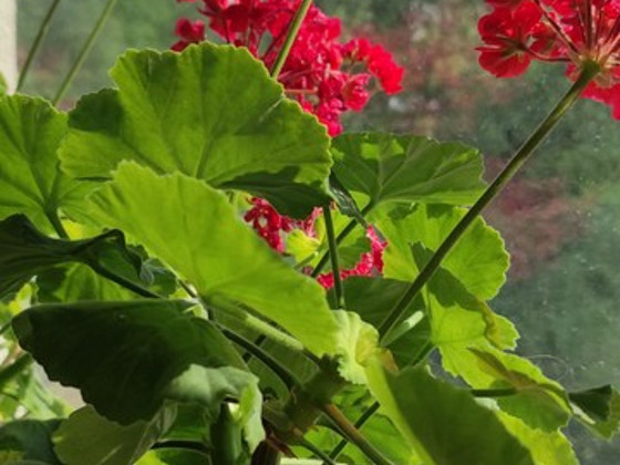 Tsooniline pelargoonium