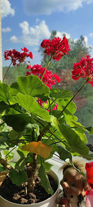 Tsooniline pelargoonium (1 foto / 3)
