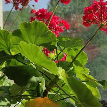 Zonal Geranium / Pelargoonium / Герань / Пеларгония