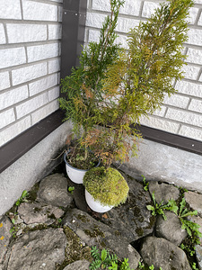 Elupuud Smaragd 80-100cm (1 foto / 2)