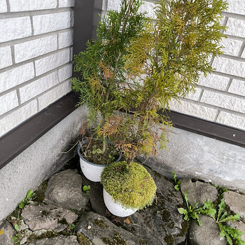 Elupuud Smaragd 80-100cm