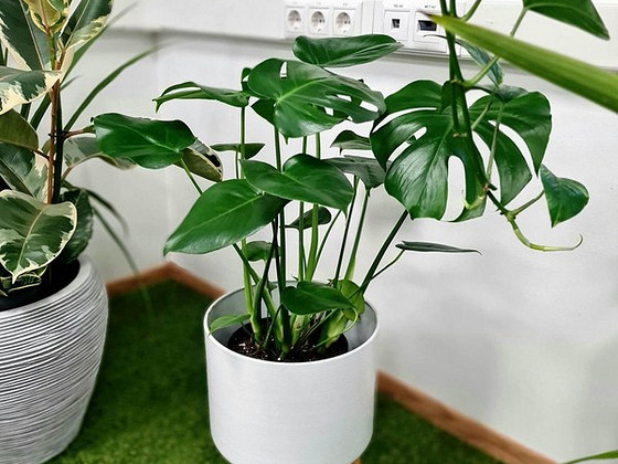 Kvaliteetne Monstera taim