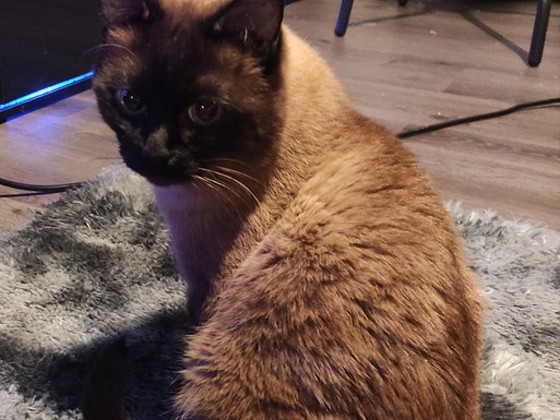 Сиамский котик