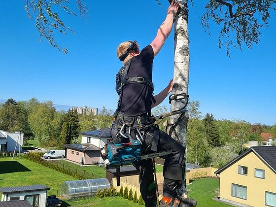 Ohtlikute puude ja okste tehniline langetamine