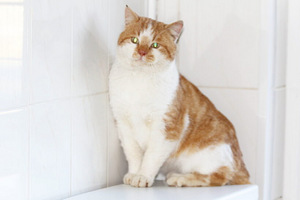 Kassid (7 foto / 10)