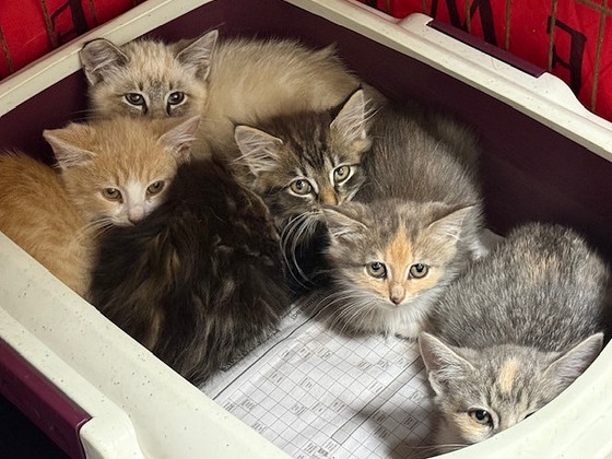 Кошки
