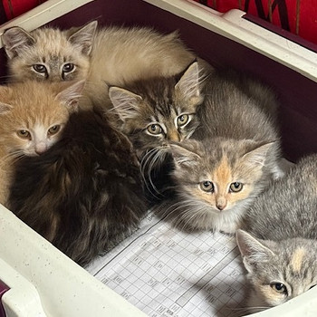 Кошки
