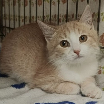 Кошки