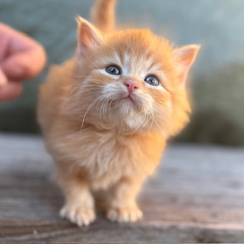 Кошки